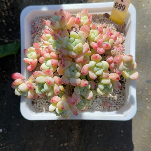樱花罗琦t699满十八包邮