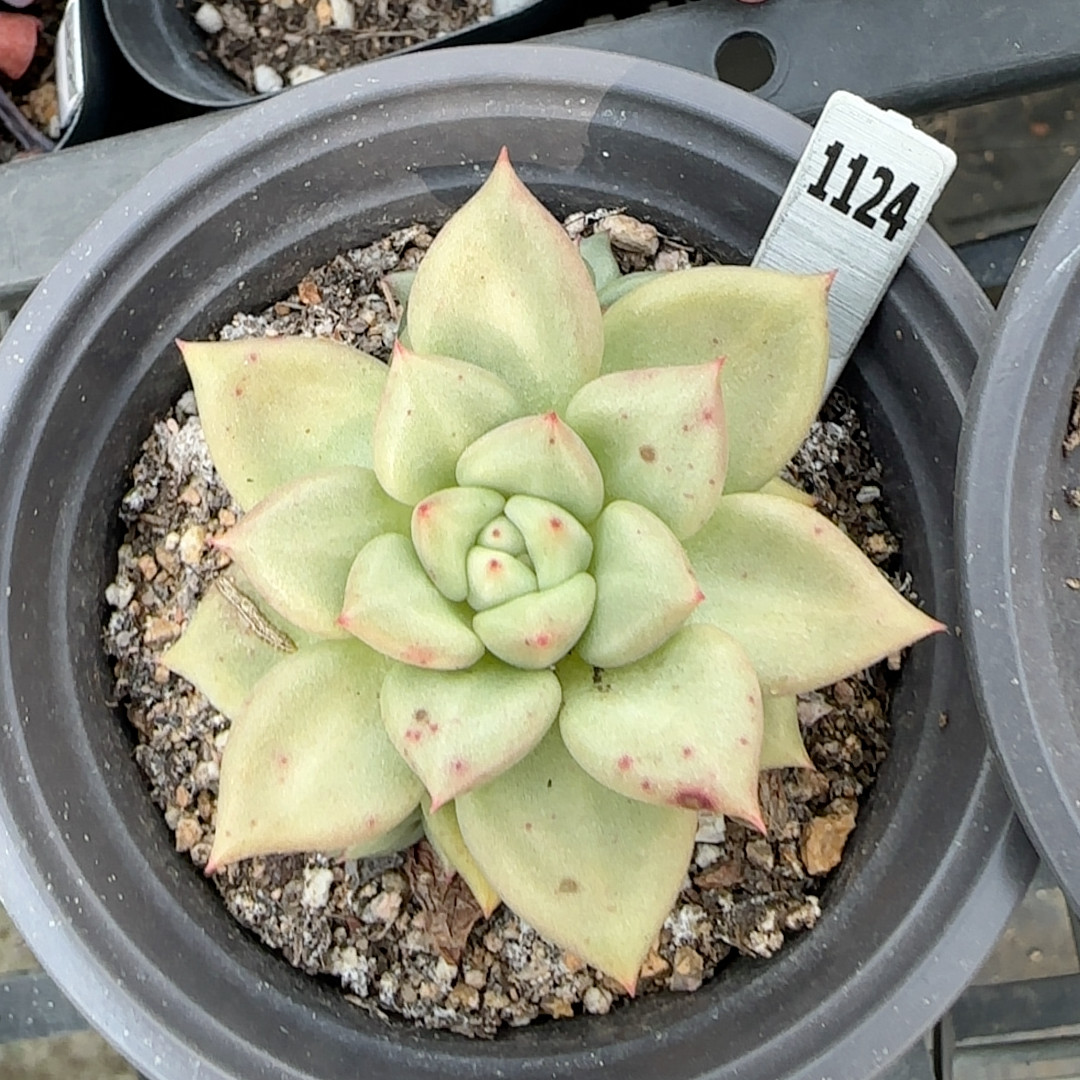 黄金象牙1124满十八包邮多肉植物