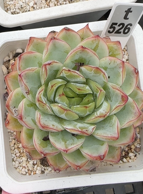 内啡肽t526满十八包邮