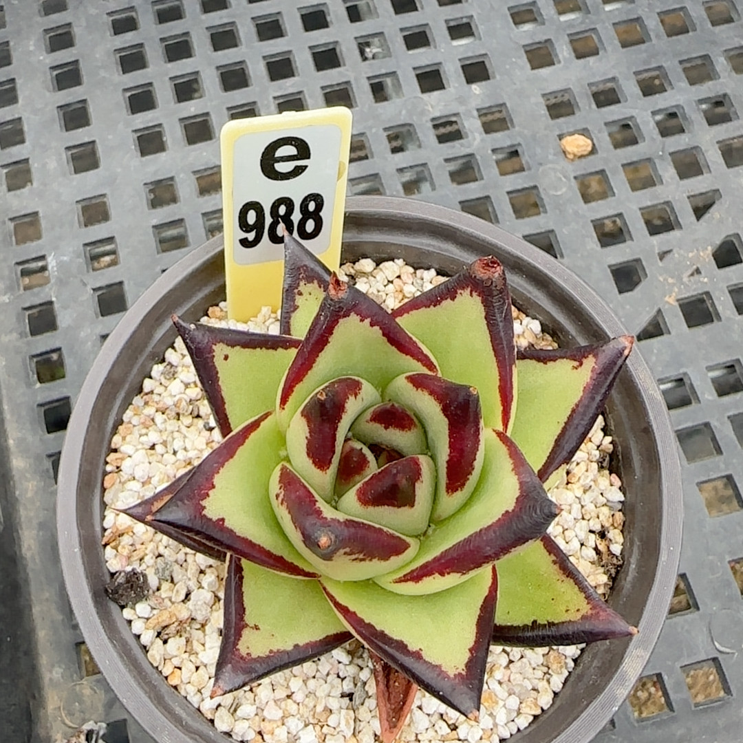 黑檀汁e988满十八包邮