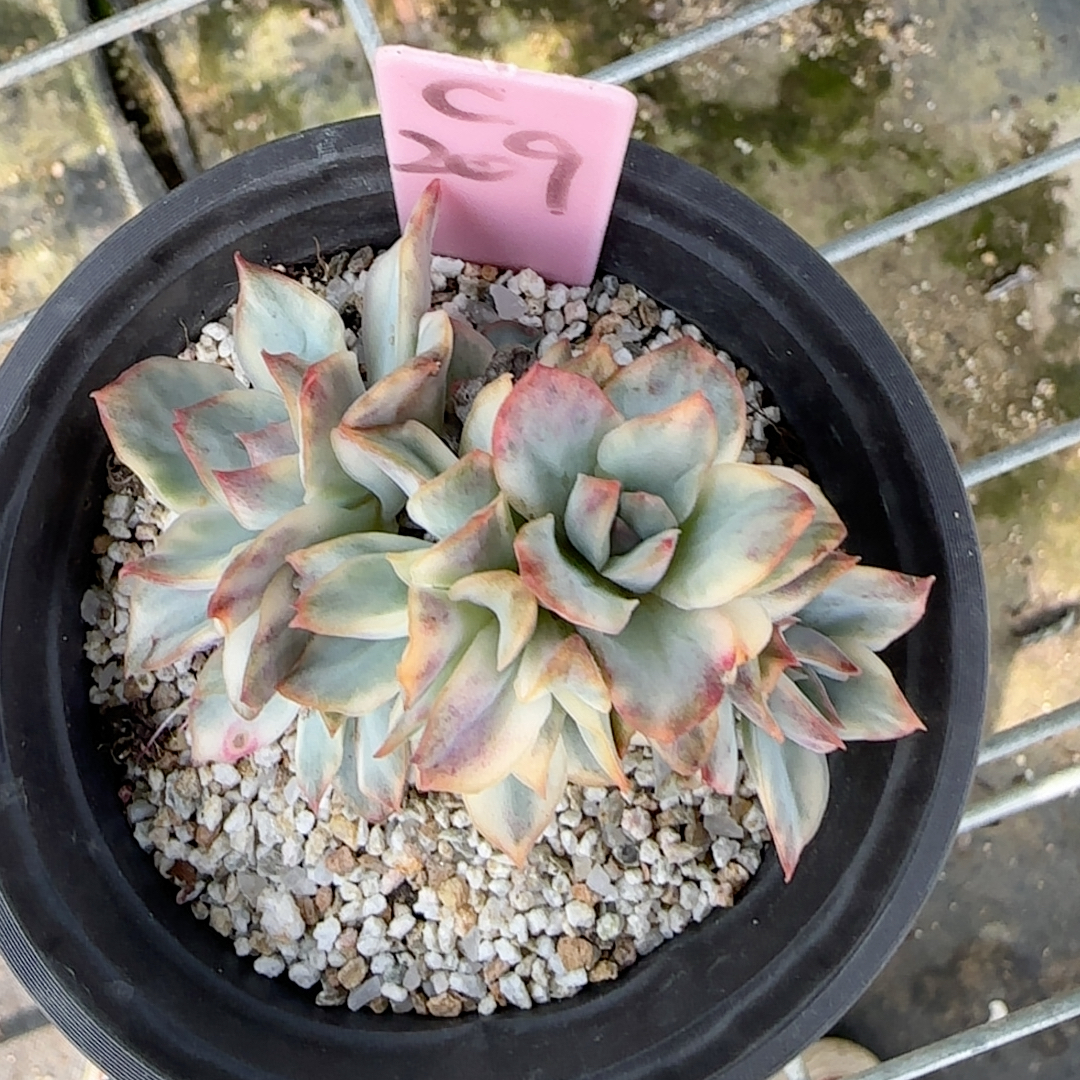 C209月光女神锦朵朵缀砍头群