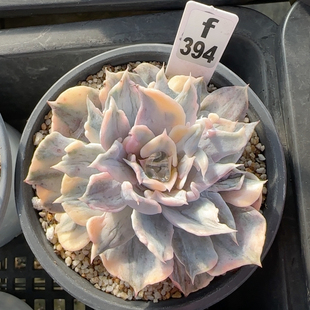 丽娜莲锦f394福利