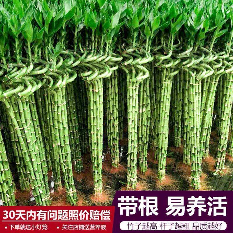 带根水培富贵竹植物水养弯竹开运竹子盆载客厅室内招财绿植