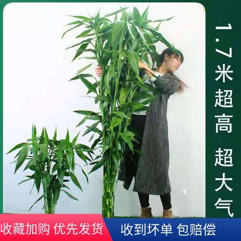 带根水培富贵竹水养土培绿植懒人室内植物带跟好养竹子花卉鲜盆栽