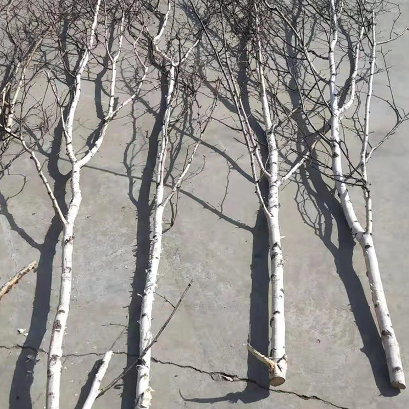 白桦树装饰白桦树干白桦木树段圆木棍白树枝树杈树桩天然白桦树枝