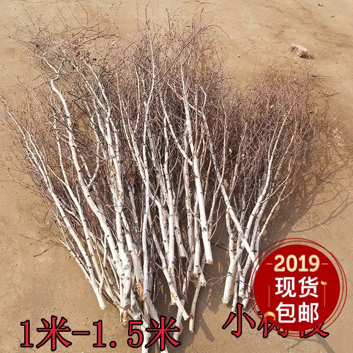 桦树枝条干枝装饰树枝干花拍摄道具手工diy材料花束装饰树枝