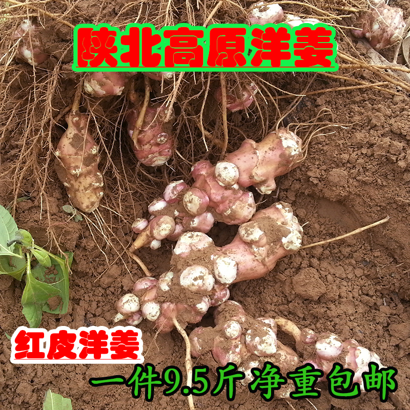 洋姜新鲜现挖野生菊芋鬼子姜红果