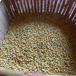 江西赣南农家自种老品种食用笨小个青土黄豆打豆浆豆腐散装 500g