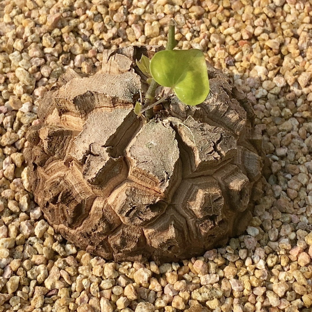 超级龟甲龙,鲜花速递/花卉仿真/绿植园艺,多肉植物,淘宝优惠券,粉丝福利购,淘宝优惠卷