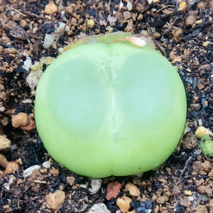 拉登2cm