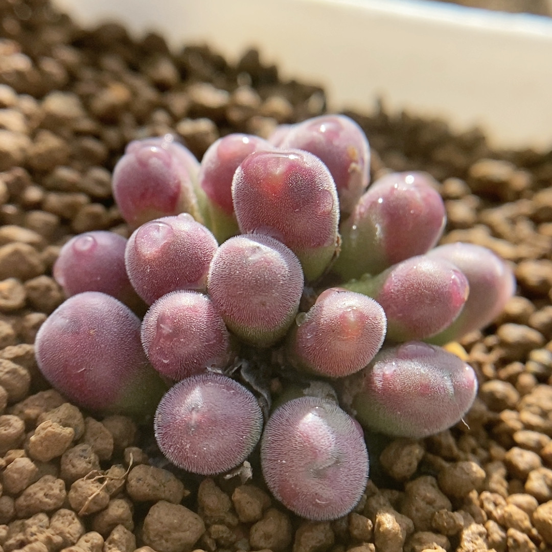 猕猴桃,鲜花速递/花卉仿真/绿植园艺,多肉植物,淘宝优惠券,粉丝福利购,淘宝优惠卷