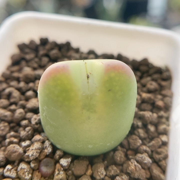 桃戈娘杂交,鲜花速递/花卉仿真/绿植园艺,多肉植物,淘宝优惠券,粉丝福利购,淘宝优惠卷