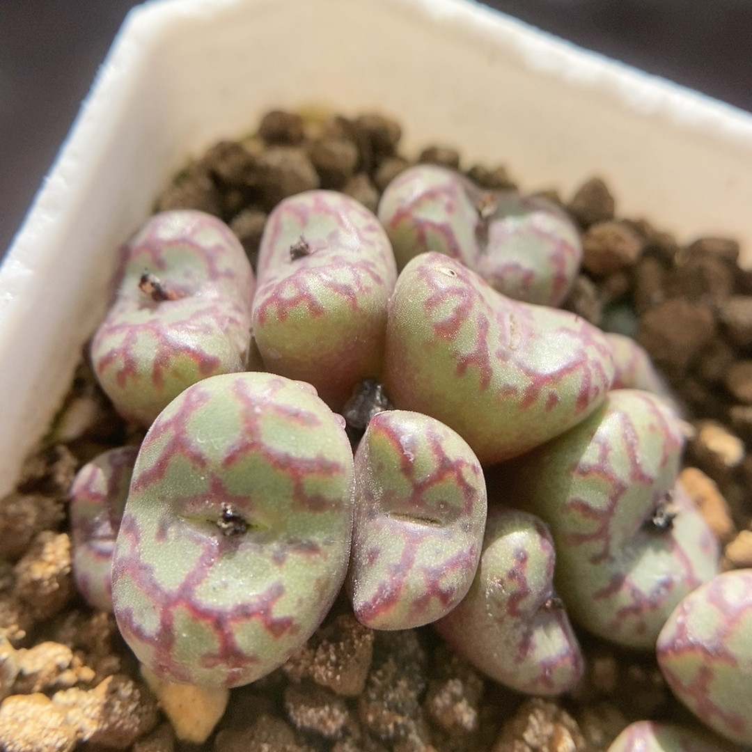 Cr1004超级红纹,鲜花速递/花卉仿真/绿植园艺,多肉植物,淘宝优惠券,粉丝福利购,淘宝优惠卷