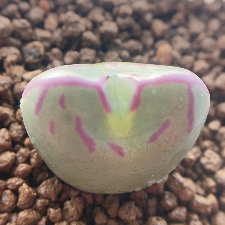 桃戈娘杂,鲜花速递/花卉仿真/绿植园艺,多肉植物,淘宝优惠券,粉丝福利购,淘宝优惠卷