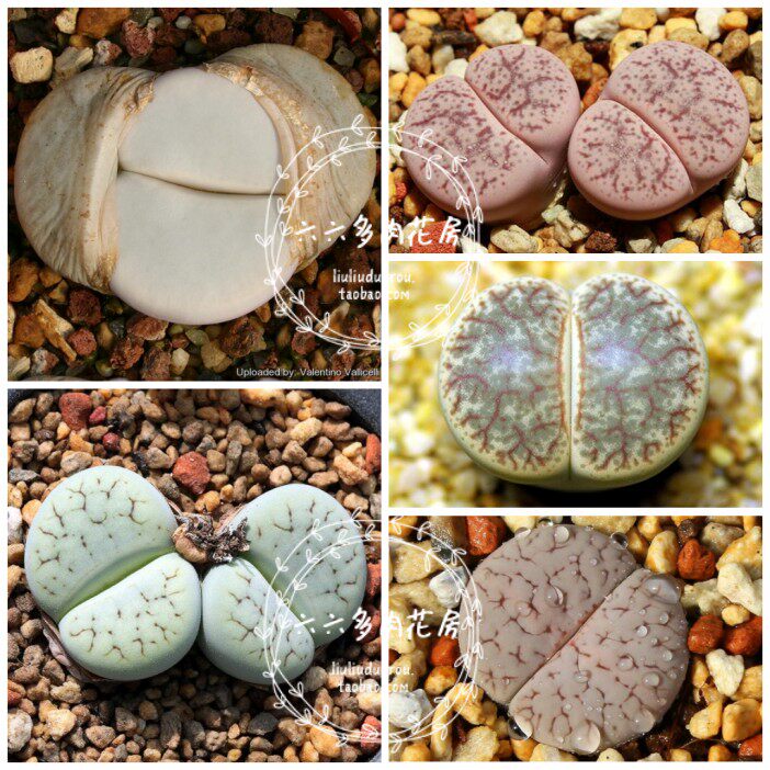 【曲玉混合种子20粒  l.pseudotruncatella mix】生石花六六多肉