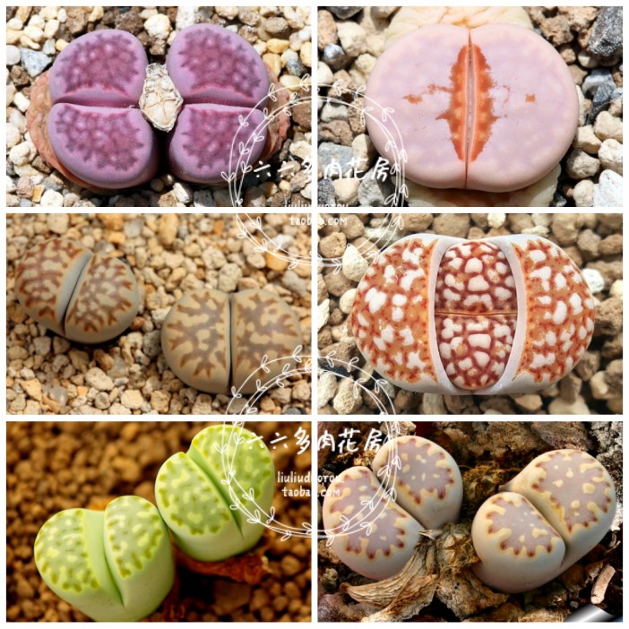 【寿丽玉混合种子20粒+ Lithops julii mix】生石花六六多肉阳台