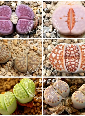【寿丽玉混合种子20粒+ Lithops julii mix】生石花六六多肉阳台