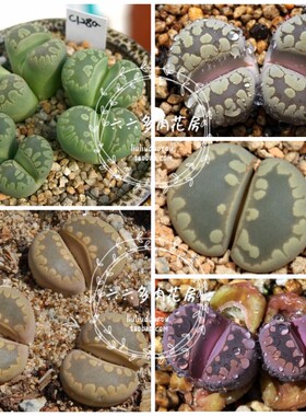 【大津绘大牙混合种子20粒+ Lithops otzeniana mix】生石花六六