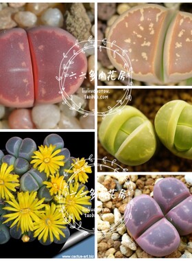 【橄榄玉混合种子20粒+ Lithops olivacea mix】生石花六六多肉