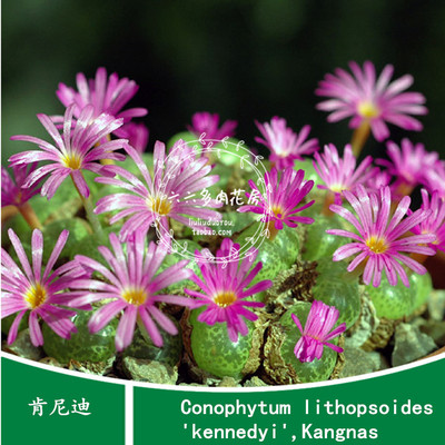 肯尼迪种子六六多肉花房肉锥