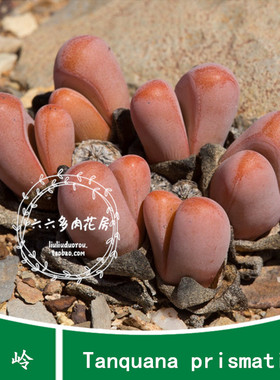【赤岭种子20粒+ Tanquana prismatica】六六多肉种子番杏办公室