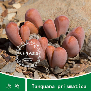 【赤岭种子20粒+ Tanquana prismatica】六六多肉种子番杏办公室