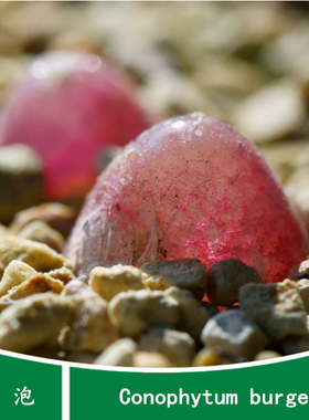 【灯泡种子10粒+ Conophytum burgeri】六六肉锥种子多肉番杏阳台