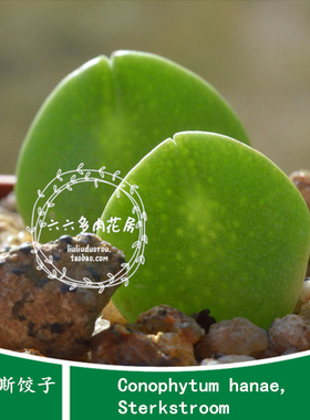 【托马斯饺子5粒 Conophytum hanae,Sterkstroom】六六肉锥种子