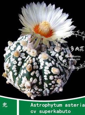 超兜种子10粒+ Astrophytum asterias cv superkabuto六六仙人球