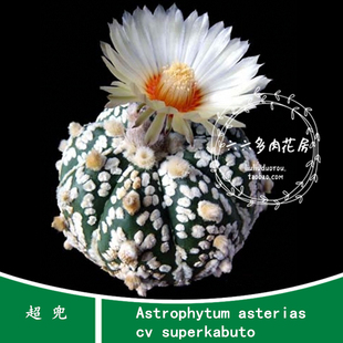 超兜种子10粒+ Astrophytum asterias cv superkabuto六六仙人球