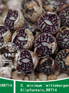 【墨小锥RR714种子5粒 C.minimum 'wittebergense'】六六肉锥多肉