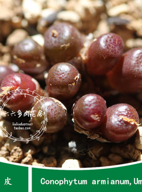 【猪皮种子10粒 Cono armianum,Umdaus】六六肉锥多肉番杏办公室