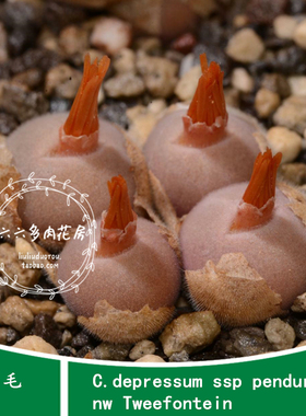 【D毛球种子5粒 Cono depressum ssp pendurans】六六肉锥种子