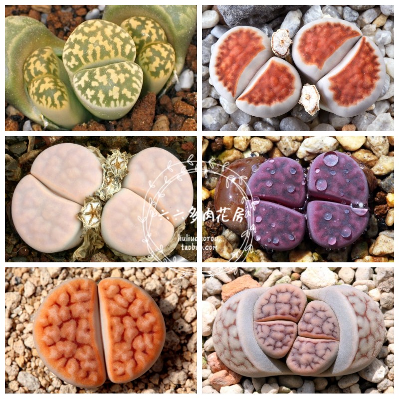 【花纹玉混种子20粒+ Lithops karasmontana mix】生石花六六多肉 鲜花速递/花卉仿真/绿植园艺 多肉植物 原图主图