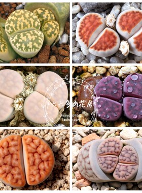 【花纹玉混种子20粒+ Lithops karasmontana mix】生石花六六多肉