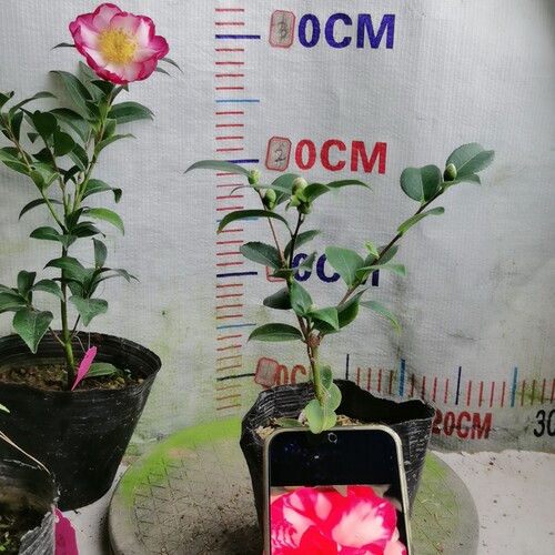 27美国花茶梅（带苞）