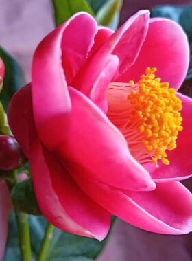 四季海棠茶花庭院阳台绿植盆栽