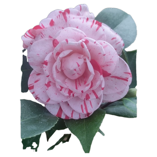 璀璨流星茶花苗五色赤丹白五系稳定新品种绿植盆栽高档品种永福产