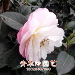 山茶花苗云茶普陀紫光绿植盆栽花卉观花叶植物品种保证产地直销