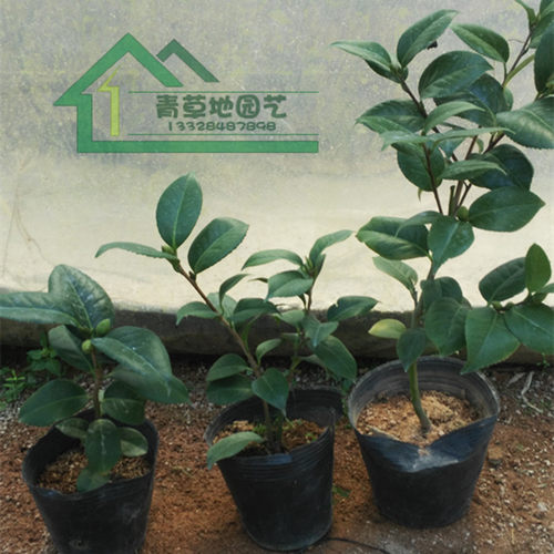 山茶花苗庭院绿植盆栽低价