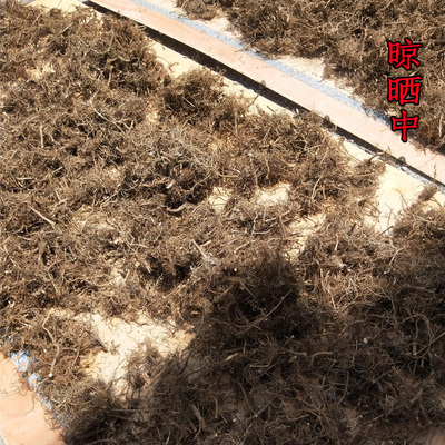 野生广西小艾根艾草根老艾根