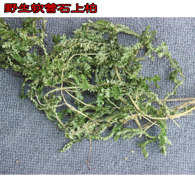 野生软石上柏包邮梭罗草还魂草