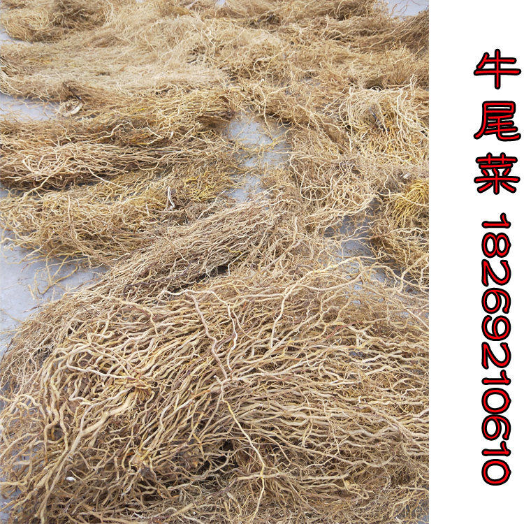 牛尾蕨 土春根 牛尾结 牛尾菜 七层楼 金刚豆藤 草菝葜 大伸筋|msdalam kategori makanan berkhasiat tradisional, Ubat-ubatan dan makanan yang boleh dimakan, Lain Perubatan dan Makanan yang boleh dimakan - dari Buy2taobao.com untuk memberikan perkhidmatan ejen Taobao profesional membeli