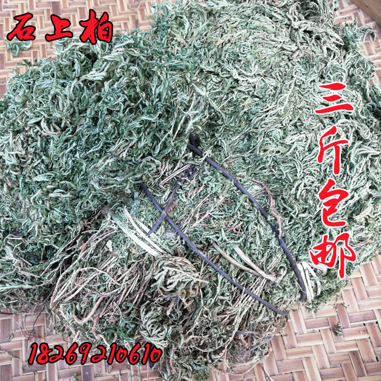 广西野生草金龙草还魂草石上柏