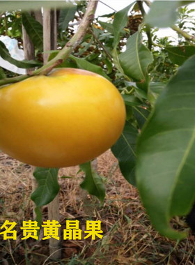 广东名贵营养黄晶果新鲜水果孕妇当季黄金蛋果5斤整箱现摘现发