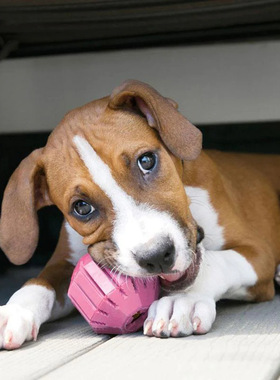 KONG STUFF A ACTIVITY 活力球适合幼犬成年犬洁齿分离焦虑玩具
