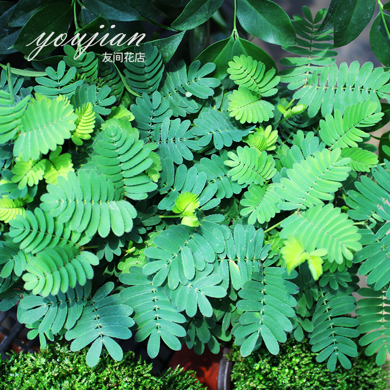 花卉植物室内花趣味 价格 怎么样 图片