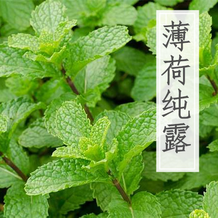 喵喵家｜薄荷纯露 新鲜薄荷1:1蒸馏 铜锅 平衡水油 黑头 闭口