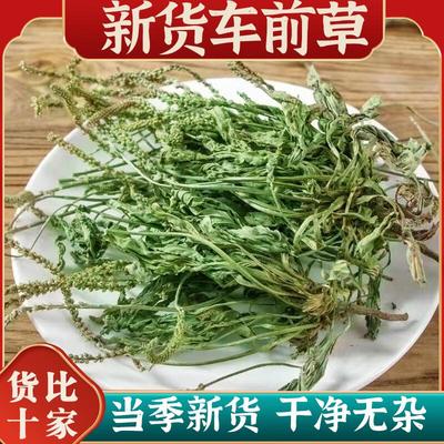 车前草500克g中药材干货袋泡茶