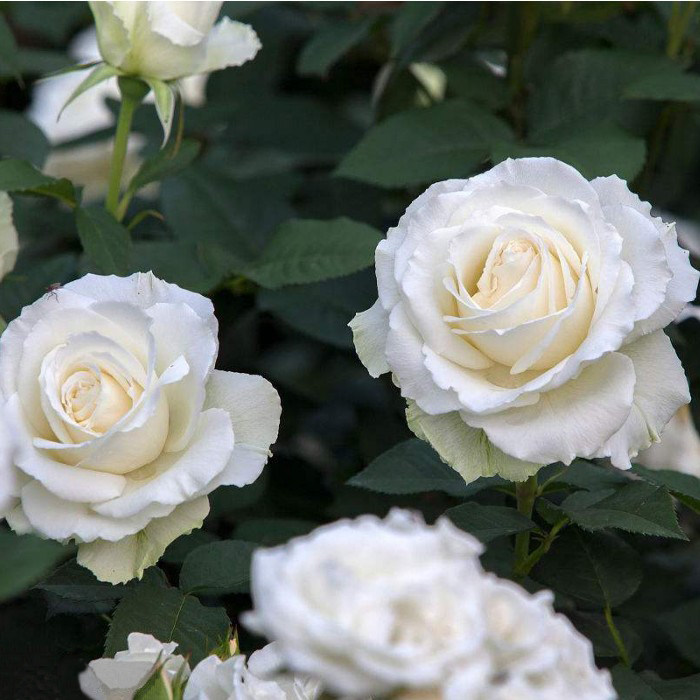 居家庭院种植盆栽婚礼玫瑰花苗图片